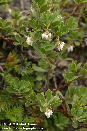 Pinemat Manzanita