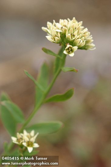 Common Bastard Toad-flax blossoms & foliage