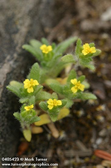 Small-headed Tarweed