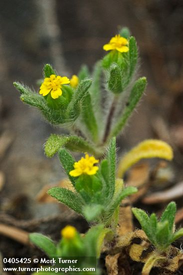 Small-headed Tarweed