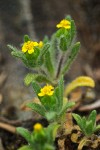 Small-headed Tarweed