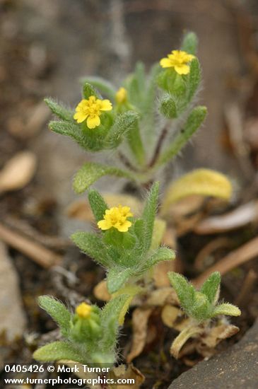 Small-headed Tarweed