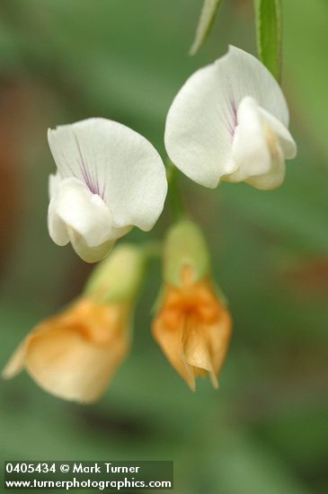 Mountain Pea blossoms detail
