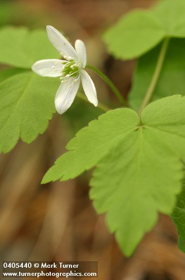 Western Wood Anemone (white form)