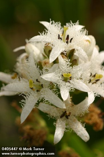 Bog Buckbean blossoms detail