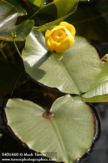 Yellow Pond Lily