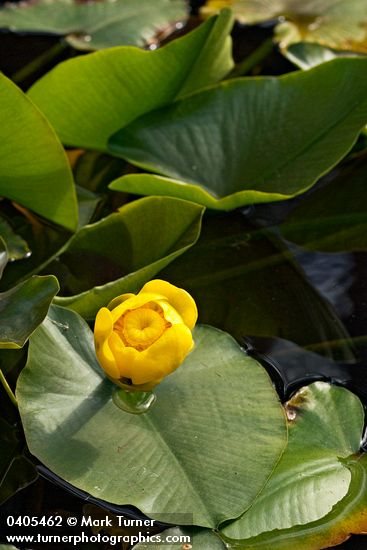 Yellow Pond Lily