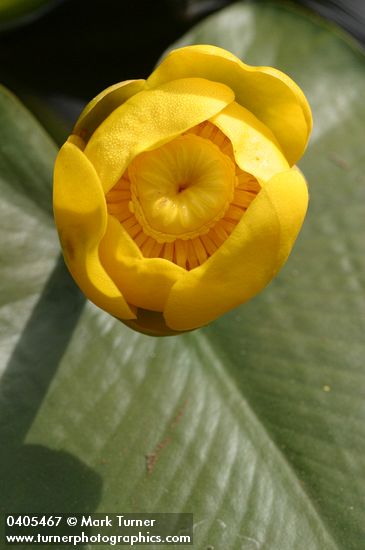 Yellow Pond Lily blossom detail