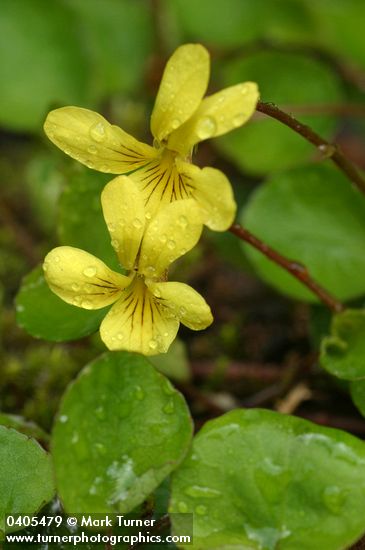 Round-leaved Yellow Violet blossoms & foliage detail