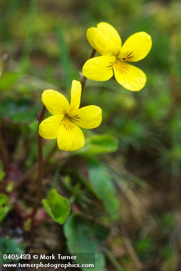 Round-leaved Yellow Violet blossoms & foliage detail