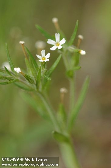 Midget Phlox blossoms & foliage detail