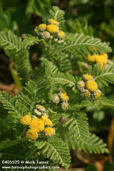Dune Tansy blossoms & foliage