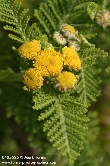 Dune Tansy blossoms & foliage detail