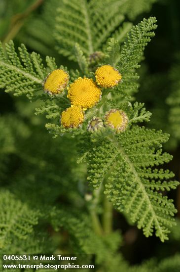Dune Tansy blossoms & foliage detail