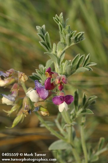 Silky Beach Pea blossoms & foliage detail