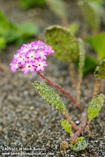 Pink Sand Verbena