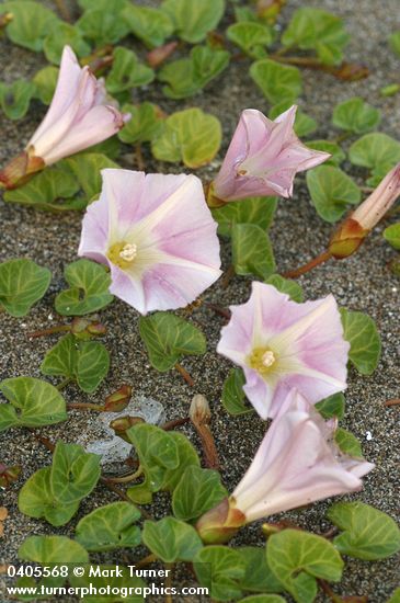 Beach Morning Glory