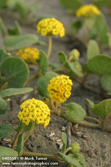 Yellow Sand Verbena
