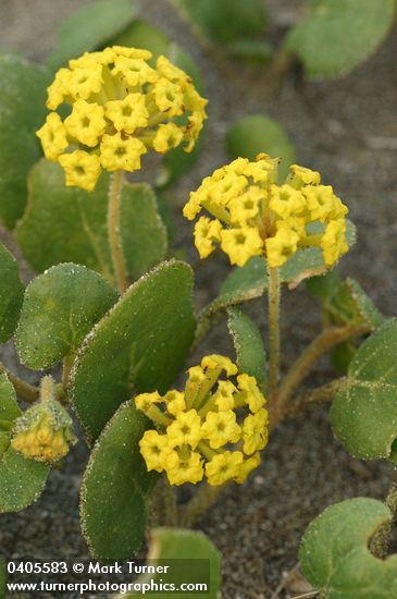 Yellow Sand Verbena blossoms & foliage