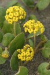 Yellow Sand Verbena blossoms & foliage