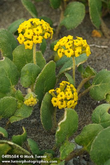 Yellow Sand Verbena blossoms & foliage