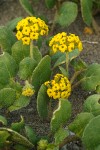 Yellow Sand Verbena blossoms & foliage