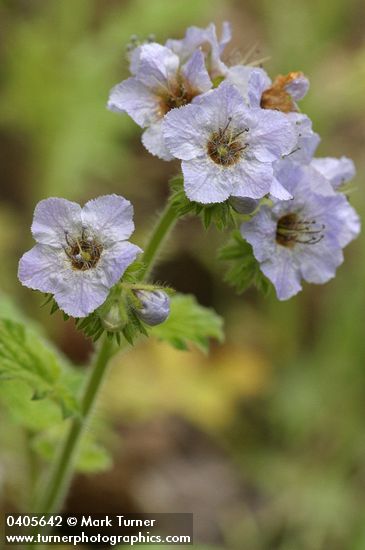 Bolander's Phacelia