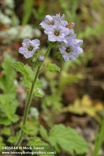 Bolander's Phacelia