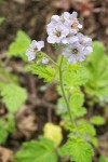 Bolander's Phacelia