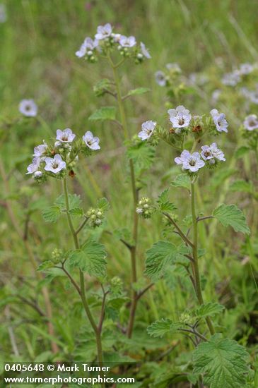 Bolander's Phacelia