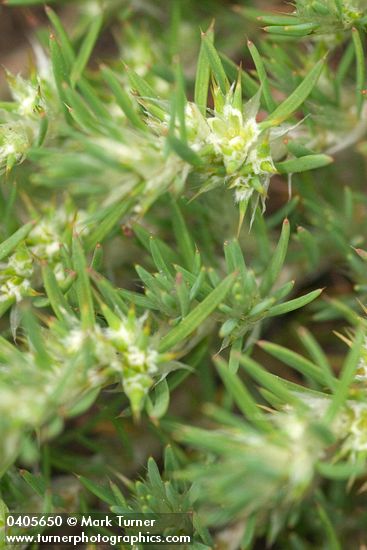 Sandmat Cardionema blossoms & foliage