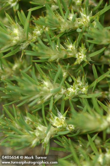 Sandmat Cardionema blossoms & foliage