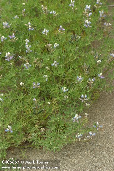 Miniature Lupine on sand