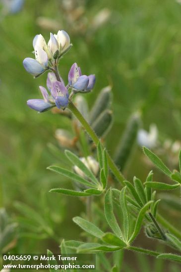 Miniature Lupine blossoms, foliage & immature fruit
