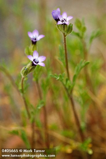 Spreading Sand Gilia