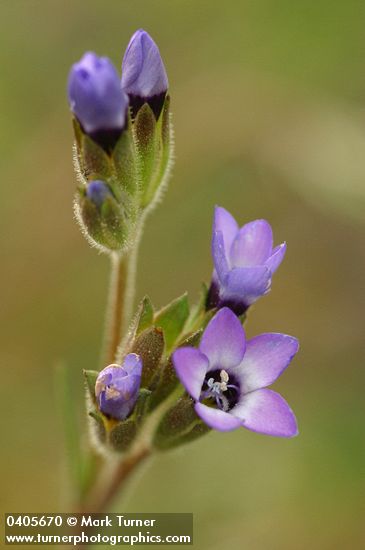 Spreading Sand Gilia blossoms extreme detail