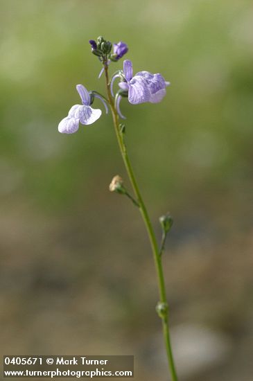 Blue Toadflax