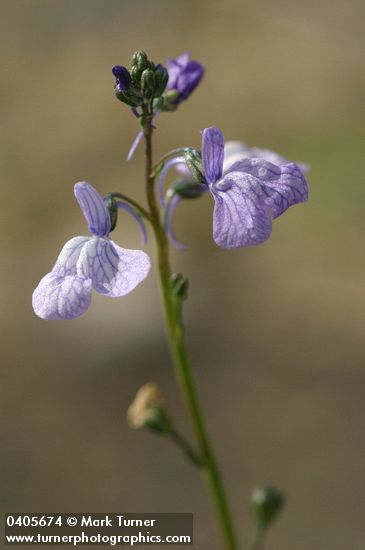 Blue Toadflax blossoms detail