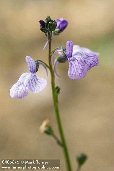 Blue Toadflax blossoms detail