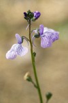 Blue Toadflax blossoms detail