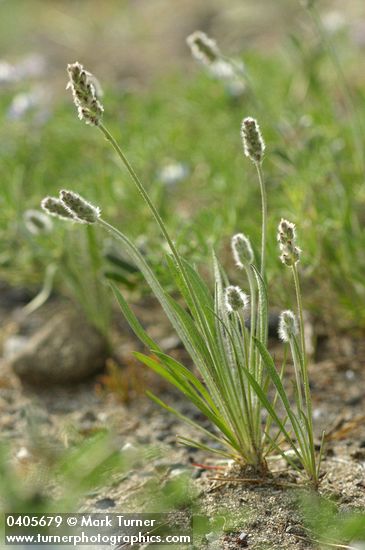 Dwarf Plantain