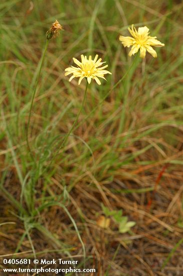 Cut-leaf Microseris