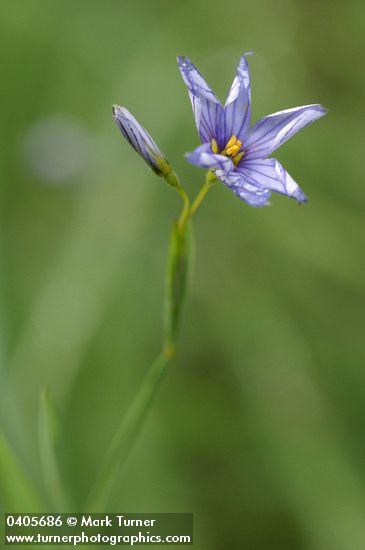 Blue-eyed Grass blossom