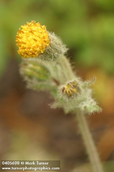 Rayless Arnica blossom detail