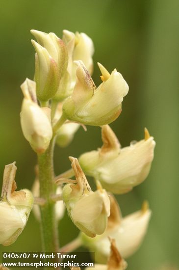 Sickle-keeled Lupine blossoms