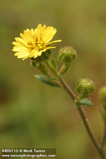 Slender Tarweed blossom