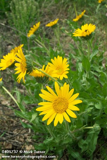 Narrowleaf Mule Ears