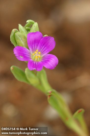 Red Maids blossom detail