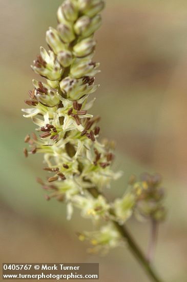Klamath Rushlily blossoms detail
