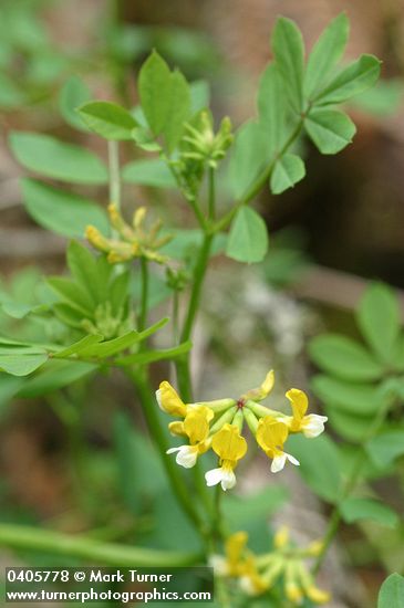 Bog Deer-vetch blossoms & foliage